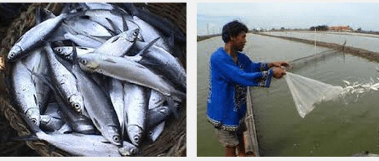 Persiapan Tambak Budidaya Ikan Bandeng